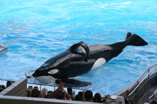 Shamu - SeaWorld, Orlando