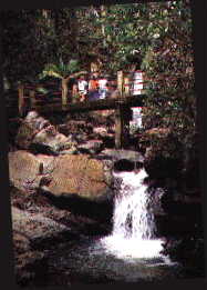 im Yunque-Nationalpark