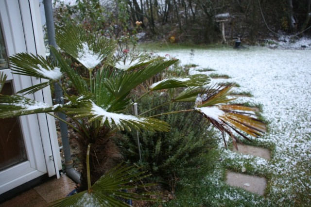 My poor palm tree in the snow...