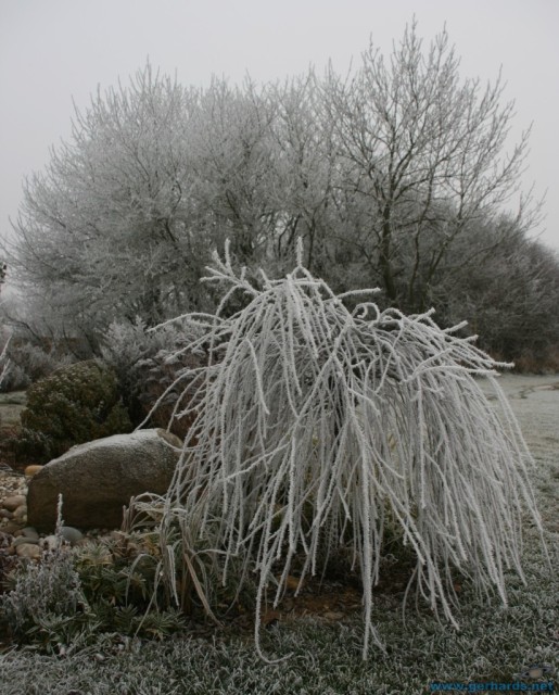 fog and cool temperatures create a christmas wonderland - seen 2007 in Germany