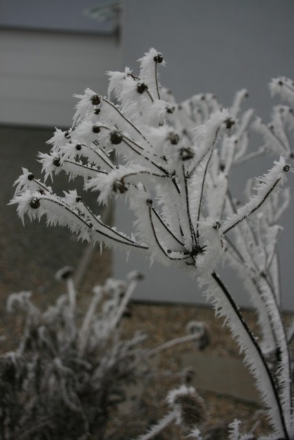 Seasons greetings to everyone! We do not often have a white Christmas over here. This year, 2007, it is a very interesting white Christmas: we do not have any snow. However, it is unusually humid currently and there is a lot of fog. Plus, temperatures are around 20 degrees Fahrenheit. This for three days in a row now. The result is the beautiful ice crystal cover you can see on the images.